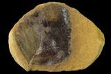 Cretaceous Fossil Leaf (Viburnum) - Kansas #136443-1